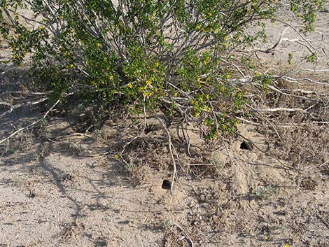 Creosote Bush (Larrea tridentata)