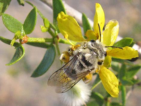 Creosote Bush (Larrea tridentata)