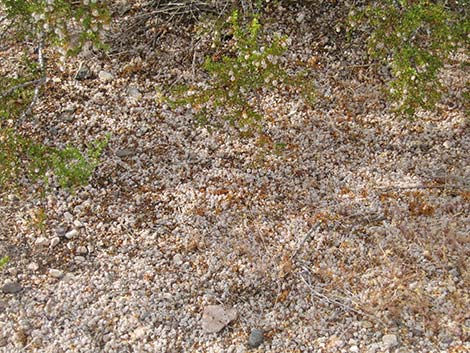 Creosote Bush (Larrea tridentata)