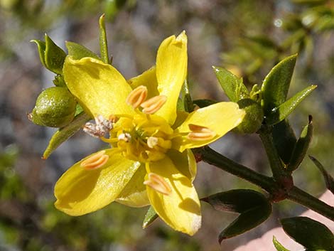 Creosote Bush (Larre tridentata)