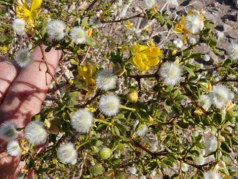 Creosote Bush (Larre tridentata)