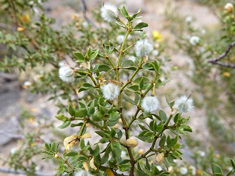 Creosote Bush (Larrea tridentata)