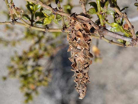 Creosote Bush (Larrea tridentata)