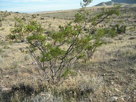 creosote bush in desert