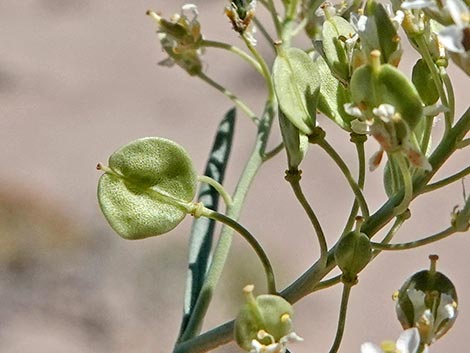 Desert Peppergrass (Lepidium fremontii)