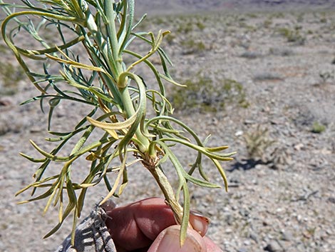 Desert Peppergrass (Lepidium fremontii)