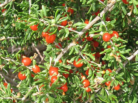 Anderson's Desert-thorn (Lycium andersonii)