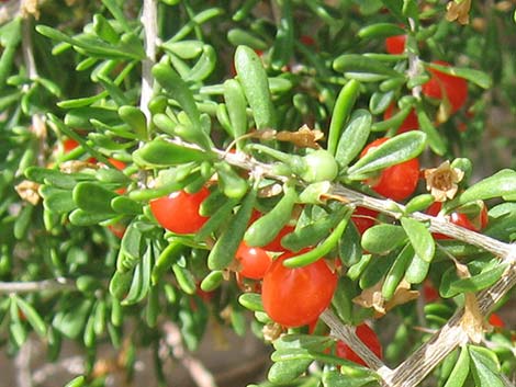 Anderson's Desert-thorn (Lycium andersonii)