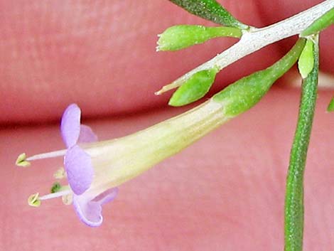 Anderson's Desert-thorn (Lycium andersonii)