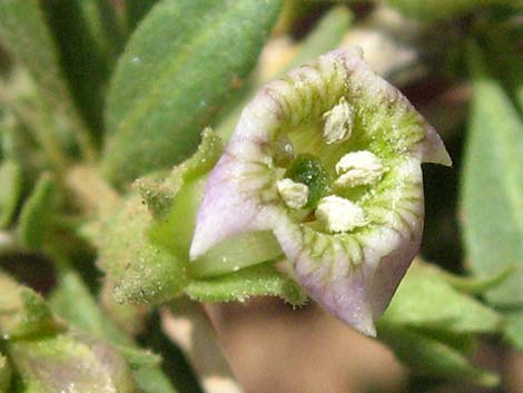 Peach Thorn (Lycium cooperi)