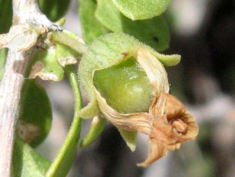 Peach Thorn (Lycium cooperi)