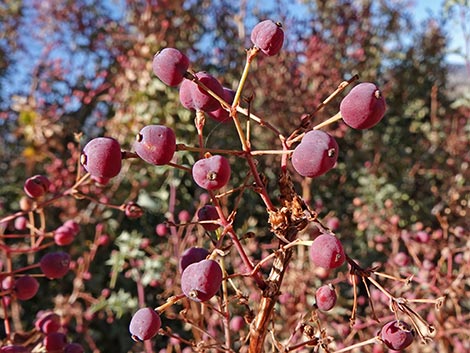 Fremont's Mahonia (Mahonia fremontii)