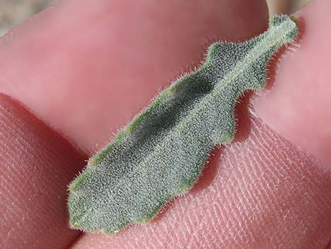 Polished Blazingstar (Mentzelia polita)