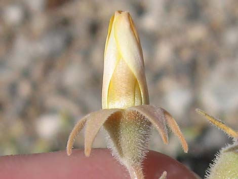 Polished Blazingstar (Mentzelia polita)