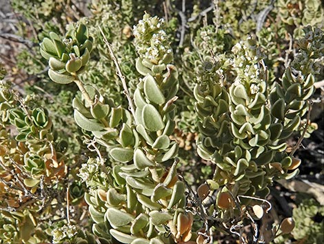 Sandpaper Bush (Mortonia utahensis)