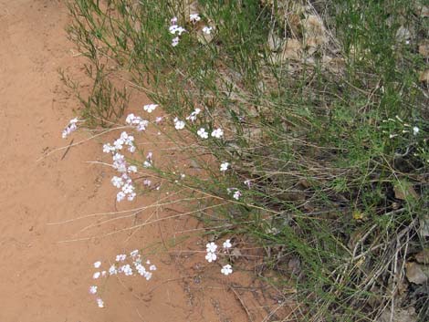 Gilia Beardtongue (Penstemon ambiguus)