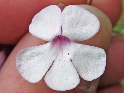 Gilia Beardtongue (Penstemon ambiguus)