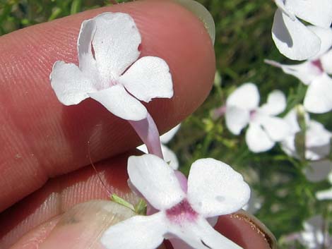 Gilia Beardtongue (Penstemon ambiguus)