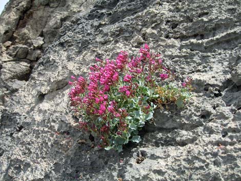 Petiolate Beardtongue (Penstemon petiolatus)