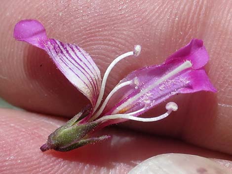 Petiolate Beardtongue (Penstemon petiolatus)