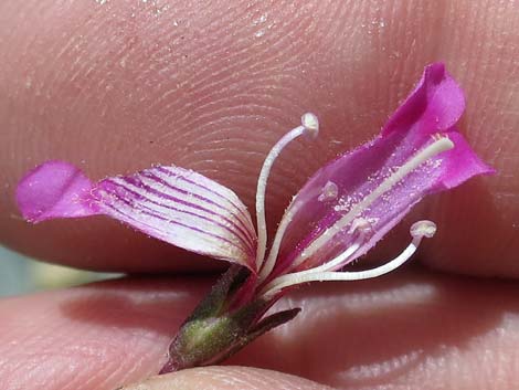 Petiolate Beardtongue (Penstemon petiolatus)