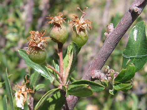 Wild Crab Apple (Peraphyllum ramosissimum)