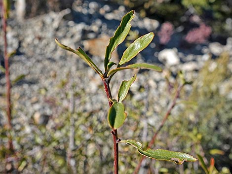 Wild Crab Apple (Peraphyllum ramosissimum)