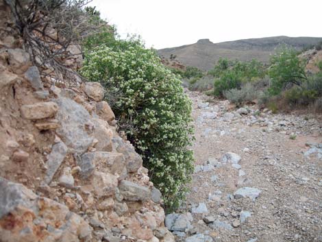 Shinyleaf Sandpaper Plant (Petalonyx nitidus)