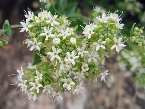 Shinyleaf Sandpaper Plant (Petalonyx nitidus)