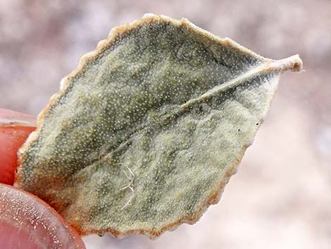 Parry's Sandpaper Plant (Petalonyx parryi)