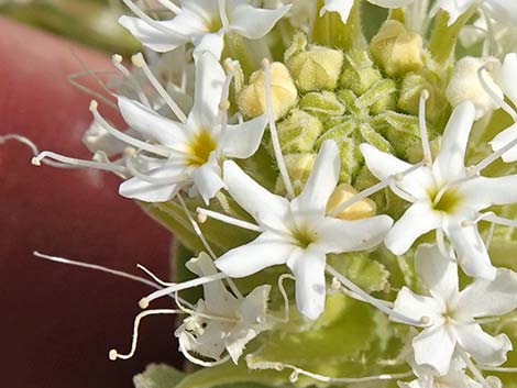 Parry's Sandpaper Plant (Petalonyx parryi)