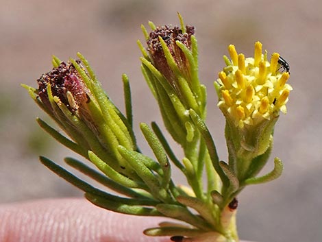 Schott's Pygmycedar (Peucephyllum schottii)