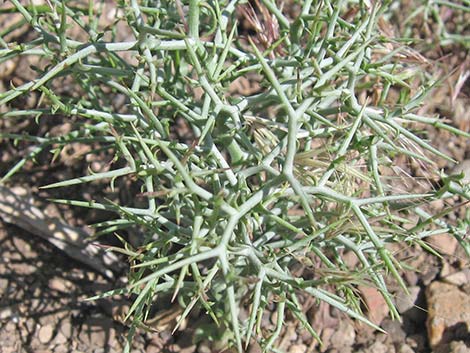 Prickly Wirelettuce (Pleiacanthus spinosus)