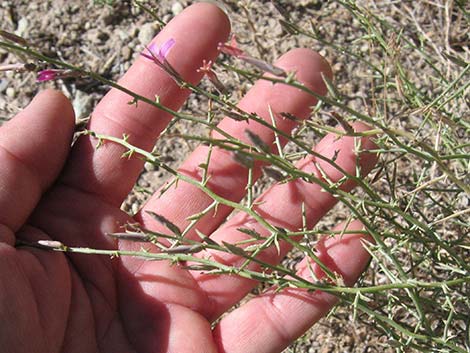 Thorn Skeletonweed (Pleiacanthus spinosus)