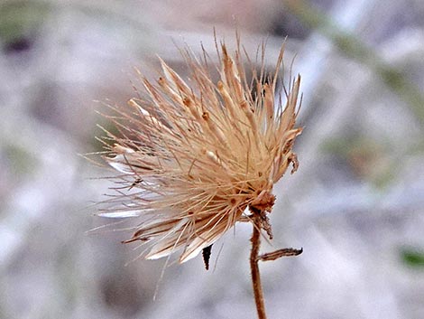 Bush Arrowleaf (Pleurocoronis pluriseta)