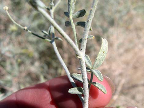 Dyebush (Psorothamnus emoryi)