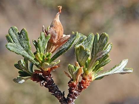 Antelope Bitterbrush (Purshia tridentata)