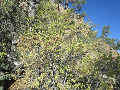 Desert Gooseberry (Ribes velutinum)