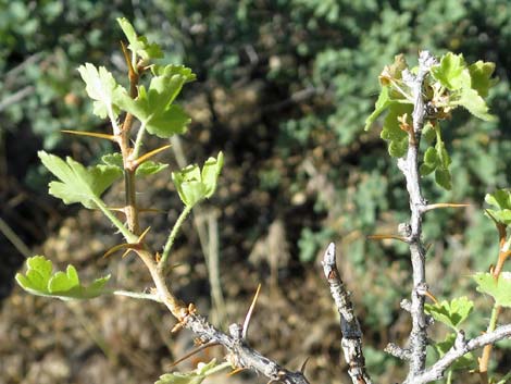 Desert Gooseberry (Ribes velutinum)