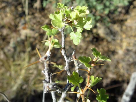 Desert Gooseberry (Ribes velutinum)