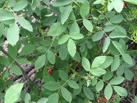 Wild Rose (Rosa woodsii)