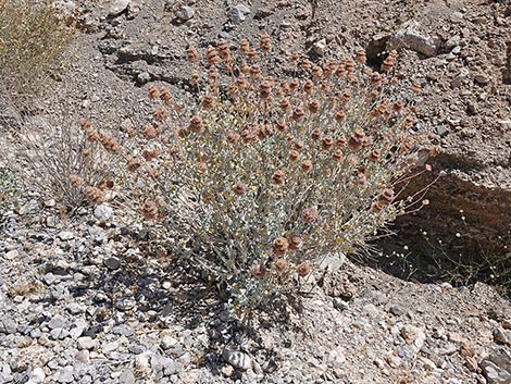 Purple Sage (Salvia dorrii)