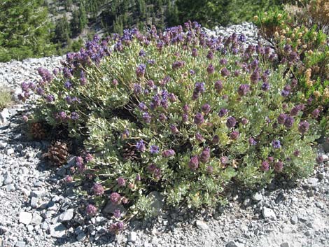 Mt. Charleston Purple Sage (Salvia dorrii dorrii var. clokeyi)