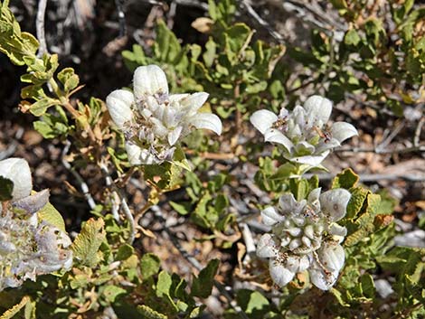 Mojave Sage (Salvia mohavensis)