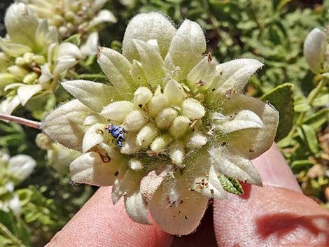 Mojave Sage (Salvia mohavensis)