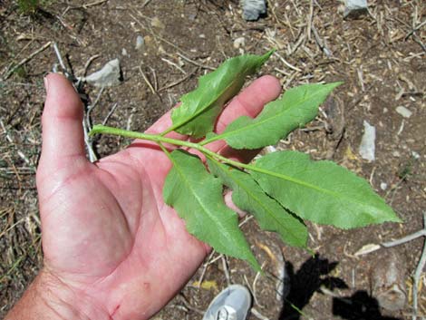 Blue Elderberry (Sambucus nigra)