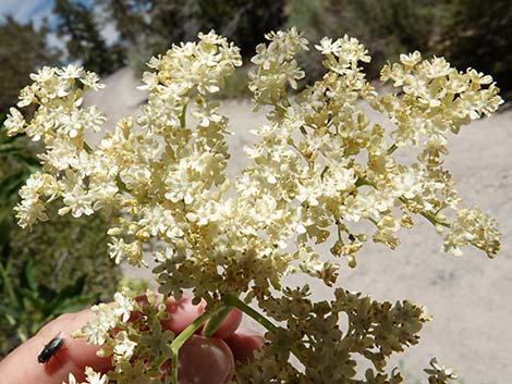 Blue Elderberry (Sambucus nigra)