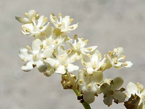 Blue Elderberry (Sambucus nigra)