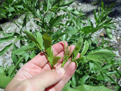 Blue Elderberry (Sambucus nigra)