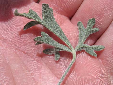 Gooseberryleaf Globemallow (Sphaeralcea grossulariifolia)